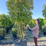 Červienka Fraserova (Photinia × fraseri) ´RED ROBIN´ - výška 250-270 cm, kont. C230L (-24°C) VIACKMENNÝ EXTRA EXEMPLÁR